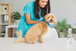 © Studio Romantic - Vet female doctor, veterinarian, veterinary clinic nurse with puppy at examination table, kindly caring for animal pedigree dog, medical treatment, preventative medicine, diagnosis and checks for pet