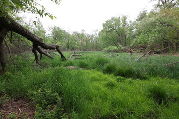 At the edge of a natural marshland fen in the Midwest.