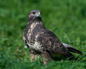 Wall Mural - Common buzzard (Buteo buteo)