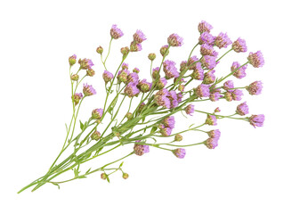 Wall Mural - Isolated Bunch of Lilac Flowers