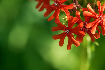 Wall Mural - A close up of a red flower with green leaves