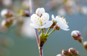 Wall Mural - A single white flower with a yellow center is on a branch