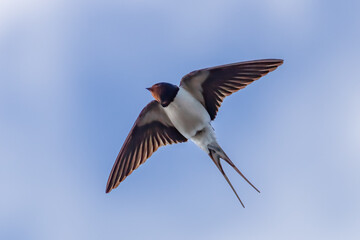 Wall Mural - Barn swallow