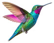 © Suplab_Designer - colorful hummingbird isolated on transparent background