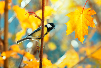 Wall Mural - bird tit sitting in autumn park among golden maple foliage on tree branch