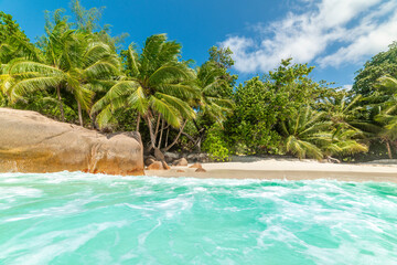 Wall Mural - Turquoise water and palm trees in a tropical beach