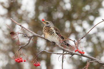 Wall Mural - Field thrush eats rowan berries close up