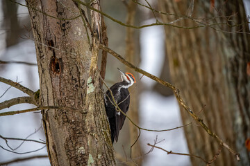 Wall Mural - Pileated Woodpecker on a Tree