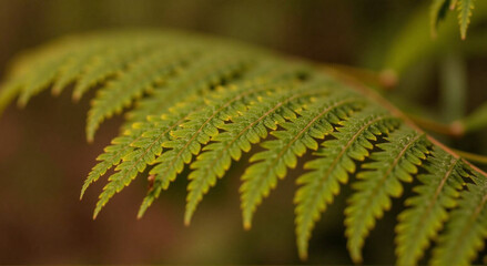 Wall Mural - leaf, fern, leaf, plant, nature, forest, leaves, foliage, tree, flora, garden, ferns, green, macro, tropical, summer, growth, frond, branch, spring, environment, closeup, botany, plants, fresh, close-