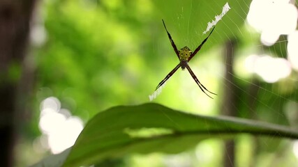 Close-Up of a Spider in its Web Against a Green Natural Background