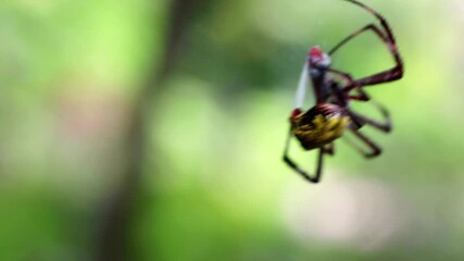 Spiders prey on insects that land on their webs.