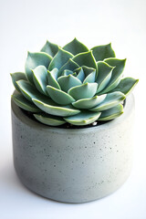 Minimalist Concrete Planter with Spiral Succulent