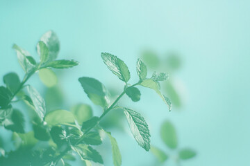 Poster - Fresh green mint leaves with a soft turquoise background, symbolizing nature and tranquility