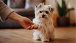 © Tom - A small, fluffy dog gives its paw to a person’s hand, creating a moment of connection and trust in a cozy indoor setting.