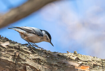 Wall Mural - White-breasted nuthatch perched in a tree.