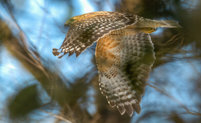 Wall Mural - Red-shouldered hawk in flight through a tree.