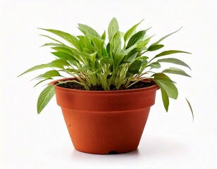  Brown earthen flower pot with green plant isolated on white