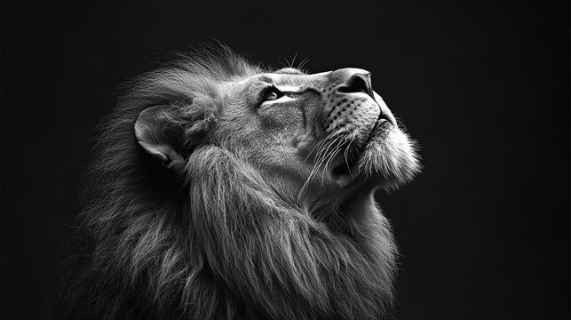 Majestic lion looking up, dark background, wildlife portrait, ideal for power/strength themes