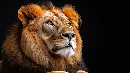 Poster - Majestic lion portrait, dark background, wildlife photography, zoo animal