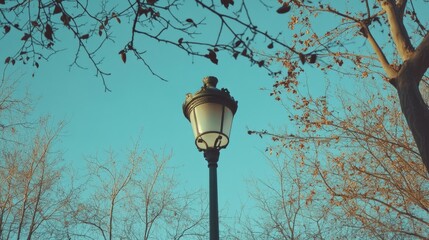 Wall Mural - Single street lamp surrounded by tree branches, set against a backdrop of clear blue sky
