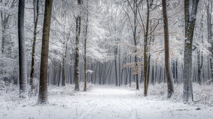  Frosty Landscape with Snowy Trees