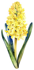 Wall Mural - PNG Yellow Hyacinths flower illustration watercolor hyacinth.