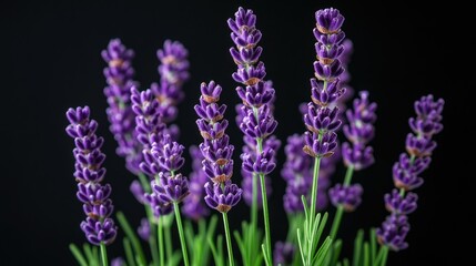 Canvas Print - Elegant lavender flowers glowing softly against a rich black backdrop