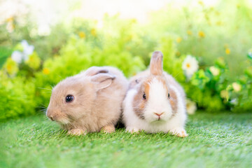 young white brown rabbits sitting in nature, adorable fluffy bunny, concept of rabbit easter