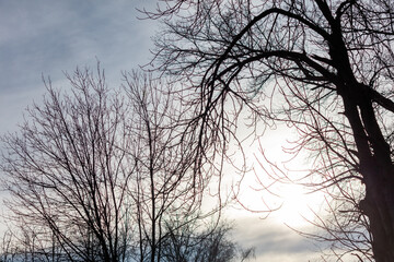 Wall Mural - The sky is cloudy and the trees are bare