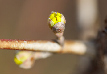 Wall Mural - A small yellow flower bud is on a branch