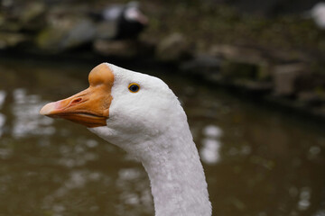 Wall Mural - a white goose poses elegantly with its neck extended by a tranquil pond.