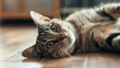 © KOSHKAROV SERGEI - Relaxed Cat Lying on the Floor with Head Tilted Back