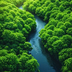 Poster - Lush Mangrove Forest with Winding Waterway from Above