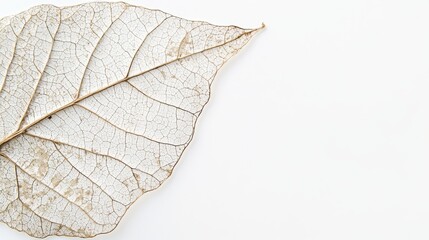 Wall Mural - 20.Flat lay of an isolated dried leaf with pronounced veins and earthy hues, set against a crisp white background, creating a focus on natural details and simplicity.