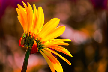 Wall Mural - Flower Series : Orange gerbera flowers with blurred natural background