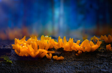 Wall Mural - A nature photo featuring mushrooms, one of the most wonderful creatures in the world. Nature background.