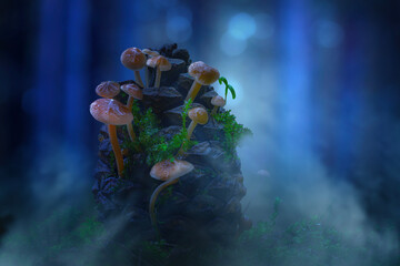 Wall Mural - A nature photo featuring mushrooms, one of the most wonderful creatures in the world. Nature background.