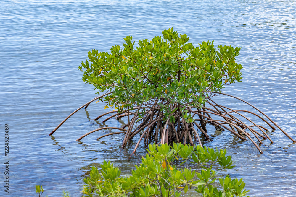 Mangler Tree Stock-Foto „Rhizophora mangle, also known as the red mangrove, is a ...