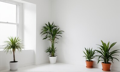 Four potted plants, two windows, minimalist white room, with a wooden floor...Concept: Interior, design, plant setting, natural.