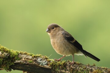 Wall Mural - A young bullfinch sits on a branch covered in green moss. Pyrrhula pyrrhula.