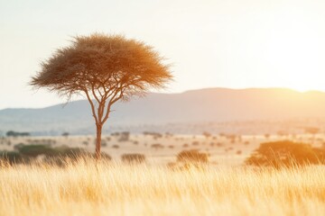 Wall Mural - Lone tree stands against golden sunset, illuminating vast savann