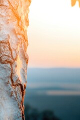 Wall Mural - Textured bark illuminated by warm sunlight, showcasing nature's