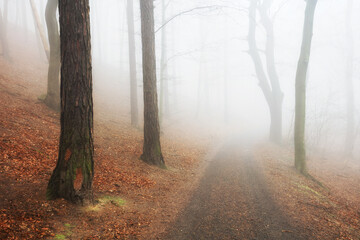 Wall Mural - beautiful pine forest at foggy sunrise. tree trunks and cold mist