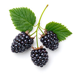 Wall Mural - Black berry Marionberry, isolated on a white background