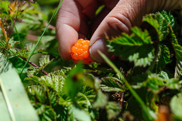 Sticker - Hand picking wild raspberry in high altitude forest