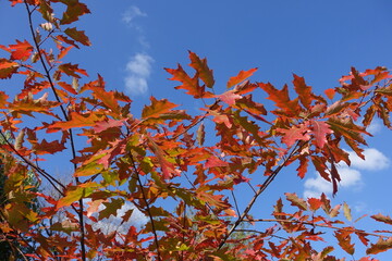 sky and autumnal foliage of red oak in october