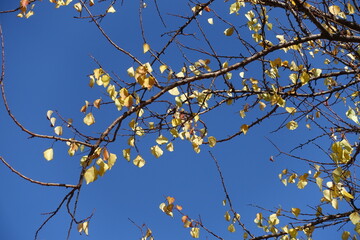 Wall Mural - Blue sky and branches of apricot tree with last yellow leaves in October