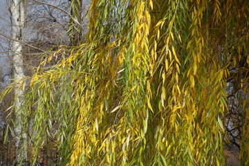 Wall Mural - Bright yellow and green autumnal foliage of weeping willow in November