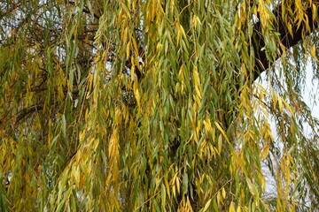 Wall Mural - Colorful yellow and green autumnal foliage of weeping willow in November