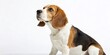 © Four888 - Graceful Beagle Portrait: Crisp White Background Studio Shot